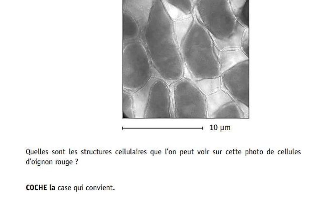 3TSB2.Formation scientifique 2eme travail