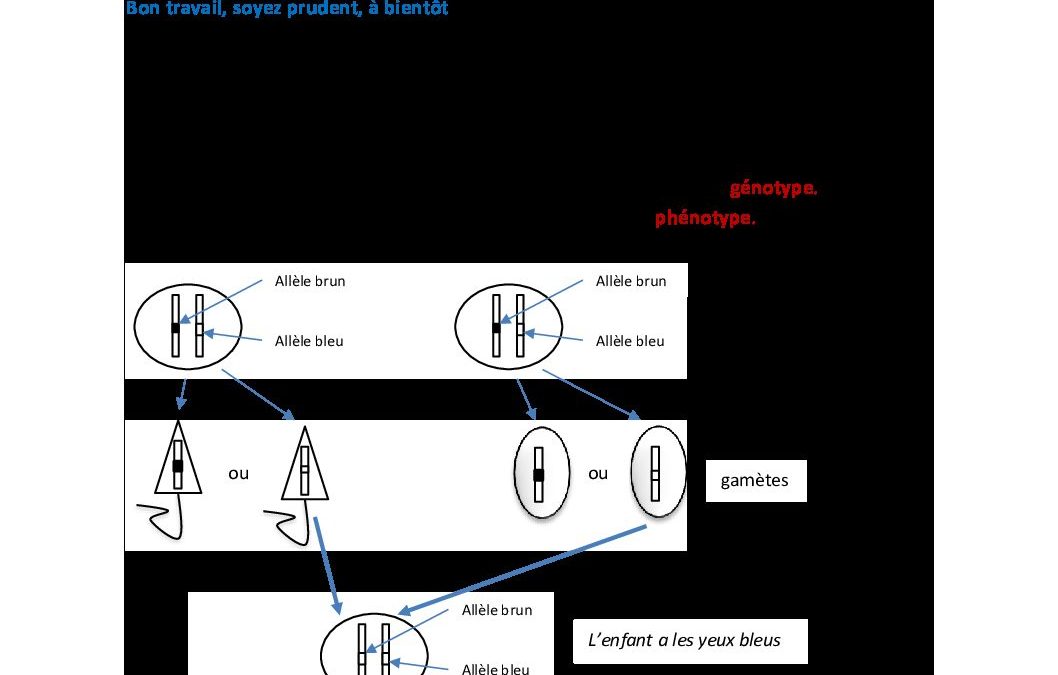 Biologie-Huy-4EP-travail2-05042020